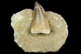 Mosasaur (Prognathodon) Tooth - Morocco #123537-1
